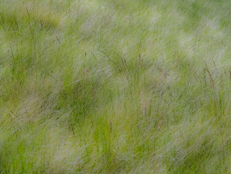 Picture of USA-WASHINGTON STATE-PALOUSE GRASSES SOFT FOCUSED NEAR COLFAX