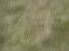 Picture of USA-WASHINGTON STATE-PALOUSE GRASSES SOFT FOCUSED NEAR COLFAX