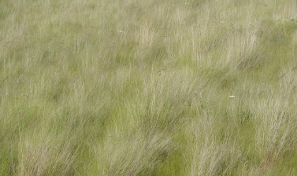 Picture of USA-WASHINGTON STATE-PALOUSE GRASSES SOFT FOCUSED NEAR COLFAX