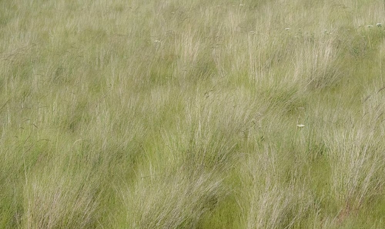 Picture of USA-WASHINGTON STATE-PALOUSE GRASSES SOFT FOCUSED NEAR COLFAX