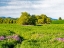 Picture of USA-WASHINGTON STATE-PALOUSE WHEAT FIELDS AND DOLLAR PLANT IN BLOOM NEAR PULMAN