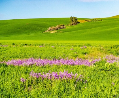 Picture of USA-WASHINGTON STATE-PALOUSE WHEAT FIELDS AND DOLLAR PLANT IN BLOOM NEAR PULMAN