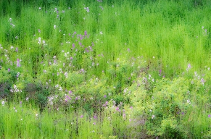 Picture of USA-WASHINGTON STATE-PALOUSE AND HILLSIDE WITH GREEN GRASS AND DOLLAR PLANT