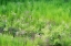 Picture of USA-WASHINGTON STATE-PALOUSE AND HILLSIDE WITH GREEN GRASS AND DOLLAR PLANT