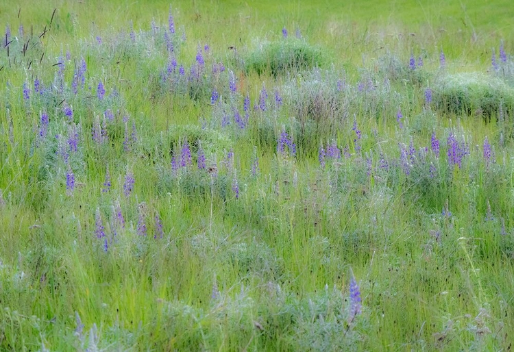 Picture of USA-WASHINGTON STATE-COLFAX PALOUSE FIELD OF GRASS AND LUPINE