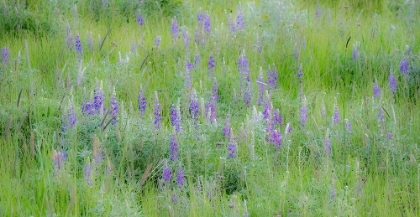 Picture of USA-WASHINGTON STATE-COLFAX PALOUSE FIELD OF GRASS AND LUPINE