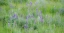 Picture of USA-WASHINGTON STATE-COLFAX PALOUSE FIELD OF GRASS AND LUPINE