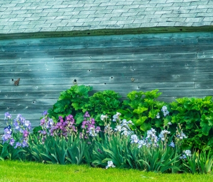 Picture of USA-WASHINGTON STATE-KAMIAK BUTTE-PALOUSE BEARDED IRIS ALONG SIDE A WOODEN BARN