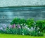 Picture of USA-WASHINGTON STATE-KAMIAK BUTTE-PALOUSE BEARDED IRIS ALONG SIDE A WOODEN BARN
