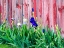 Picture of USA-WASHINGTON STATE-KAMIAK BUTTE-PALOUSE BEARDED IRIS ALONG SIDE A WOODEN BARN