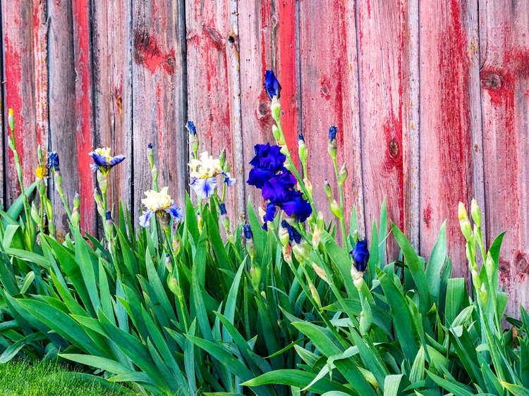 Picture of USA-WASHINGTON STATE-KAMIAK BUTTE-PALOUSE BEARDED IRIS ALONG SIDE A WOODEN BARN