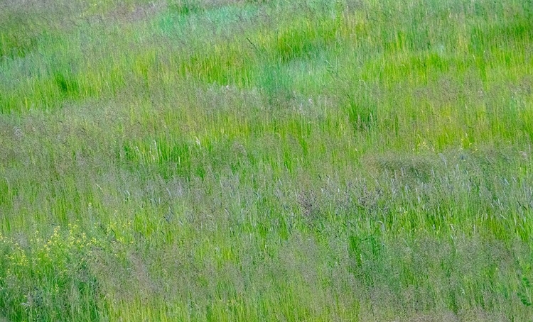 Picture of USA-WASHINGTON STATE-PALOUSE-EASTERN WASHINGTON GREEN GRASS FIELD