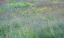 Picture of USA-WASHINGTON STATE-PALOUSE-EASTERN WASHINGTON GREEN GRASS FIELD