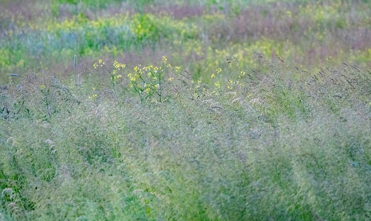 Picture of USA-WASHINGTON STATE-PALOUSE-EASTERN WASHINGTON GREEN GRASS FIELD