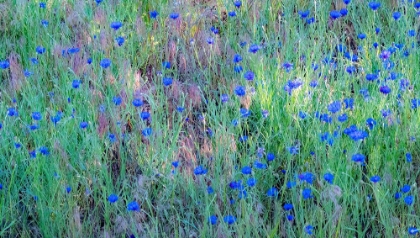 Picture of USA-WASHINGTON STATE-PALOUSE AND FIELD OF BLUE BACHELOR BUTTONS FLOWERING
