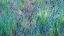 Picture of USA-WASHINGTON STATE-PALOUSE AND FIELD OF BLUE BACHELOR BUTTONS FLOWERING