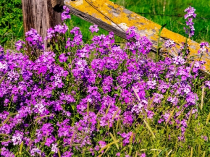 Picture of USA-WASHINGTON STATE-PALOUSE LICHEN COVERED FENCE POST SURROUNDED BY DOLLAR PLANT FLOWERS