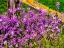 Picture of USA-WASHINGTON STATE-PALOUSE LICHEN COVERED FENCE POST SURROUNDED BY DOLLAR PLANT FLOWERS