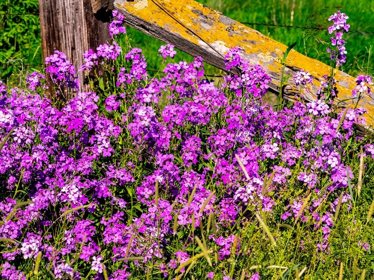 Picture of USA-WASHINGTON STATE-PALOUSE LICHEN COVERED FENCE POST SURROUNDED BY DOLLAR PLANT FLOWERS