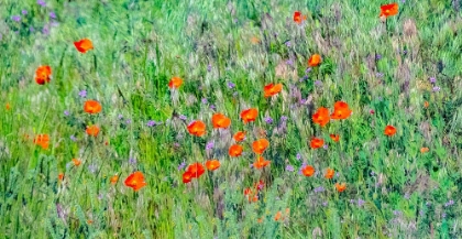 Picture of USA-WASHINGTON STATE-PALOUSE AND FIELD OF RED POPPIES