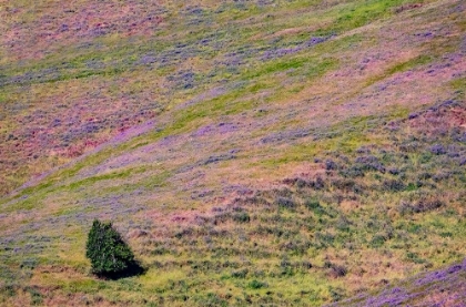 Picture of USA-WASHINGTON STATE-PALOUSE WITH HILLSIDE OF VETCH
