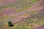 Picture of USA-WASHINGTON STATE-PALOUSE WITH HILLSIDE OF VETCH