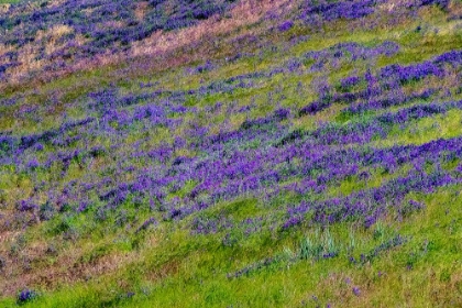 Picture of USA-WASHINGTON STATE-PALOUSE WITH HILLSIDE OF VETCH