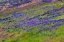 Picture of USA-WASHINGTON STATE-PALOUSE WITH HILLSIDE OF VETCH