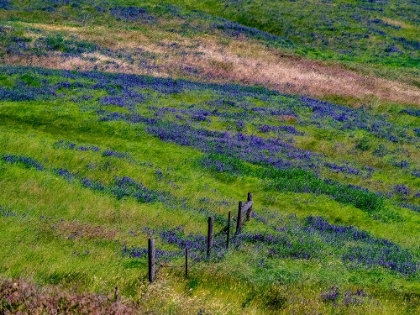 Picture of USA-WASHINGTON STATE-PALOUSE WITH HILLSIDE OF VETCH