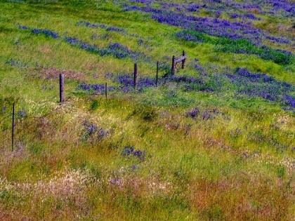 Picture of USA-WASHINGTON STATE-PALOUSE WITH HILLSIDE OF VETCH