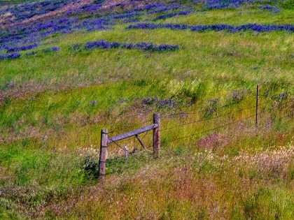 Picture of USA-WASHINGTON STATE-PALOUSE WITH HILLSIDE OF VETCH