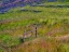 Picture of USA-WASHINGTON STATE-PALOUSE WITH HILLSIDE OF VETCH