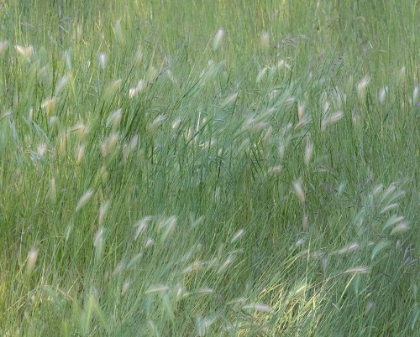 Picture of USA-WASHINGTON STATE-PALOUSE WITH HILLSIDE PLANTED IN GRASS