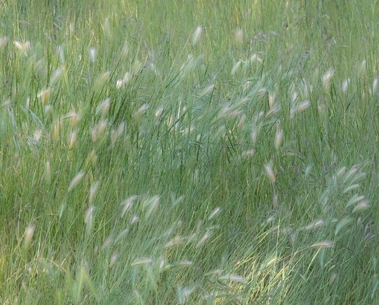 Picture of USA-WASHINGTON STATE-PALOUSE WITH HILLSIDE PLANTED IN GRASS