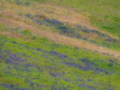 Picture of USA-WASHINGTON STATE-PALOUSE WITH HILLSIDE OF VETCH