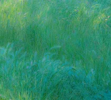 Picture of USA-WASHINGTON STATE-PALOUSE WITH HILLSIDE PLANTED IN GRASS