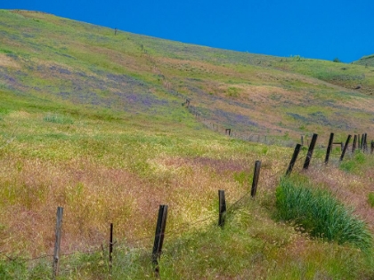 Picture of USA-WASHINGTON STATE-PALOUSE WITH HILLSIDE OF VETCH