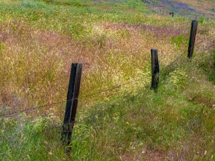 Picture of USA-WASHINGTON STATE-PALOUSE WITH WOODEN FENCE POSTS IN GRASS FIELD