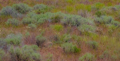 Picture of USA-WASHINGTON STATE-PALOUSE-COLFAX AND FIELD OF SAGEBRUSH