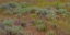 Picture of USA-WASHINGTON STATE-PALOUSE-COLFAX AND FIELD OF SAGEBRUSH