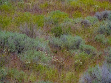 Picture of USA-WASHINGTON STATE-PALOUSE-COLFAX AND FIELD OF SAGEBRUSH