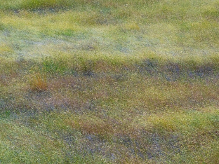 Picture of USA-WASHINGTON STATE-EASTERN WASHINGTON FIELD OF WILDFLOWERS NEAR WINONA