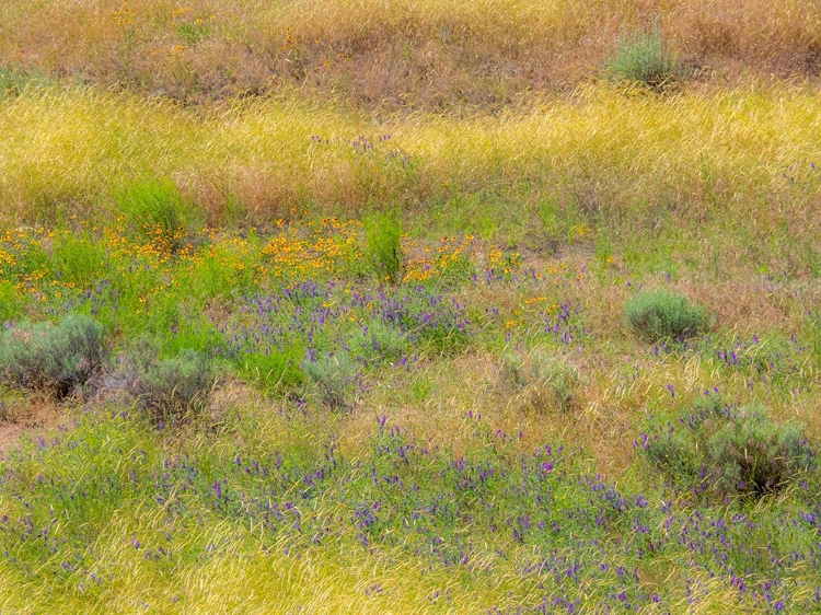 Picture of USA-WASHINGTON STATE-EASTERN WASHINGTON FIELD OF WILDFLOWERS NEAR WINONA