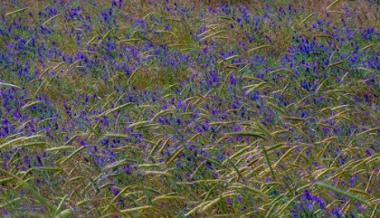 Picture of USA-WASHINGTON STATE-BENGE PURPLE VETCH IN FIELD