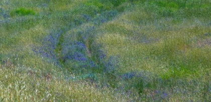 Picture of USA-WASHINGTON STATE-BENGE PURPLE VETCH IN FIELD