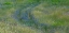 Picture of USA-WASHINGTON STATE-BENGE PURPLE VETCH IN FIELD