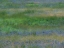 Picture of USA-WASHINGTON STATE-BENGE PURPLE VETCH IN FIELD