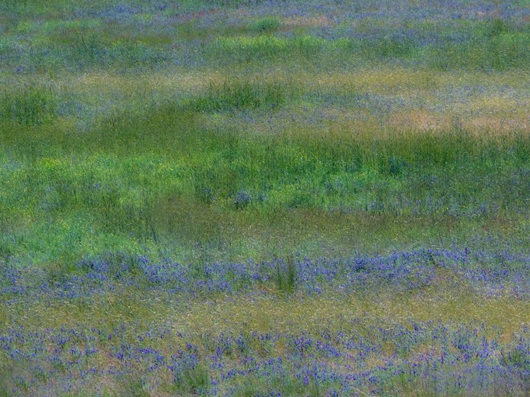 Picture of USA-WASHINGTON STATE-BENGE PURPLE VETCH IN FIELD