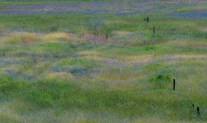 Picture of USA-WASHINGTON STATE-BENGE PURPLE VETCH IN FIELD