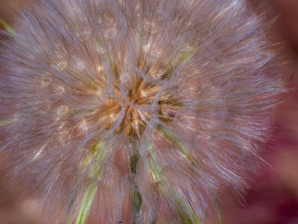 Picture of USA-WASHINGTON STATE-EASTERN WASHINGTON FLUFFY SEED HEAD OF SALSIFY DANDELION